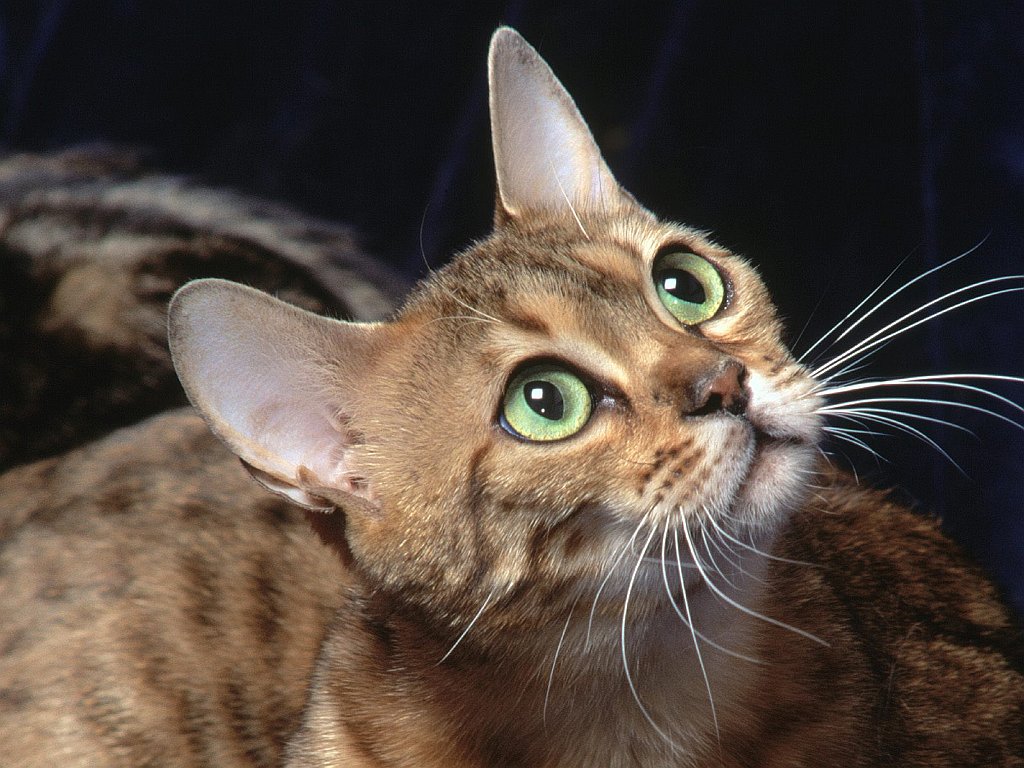 Samara, Bengal